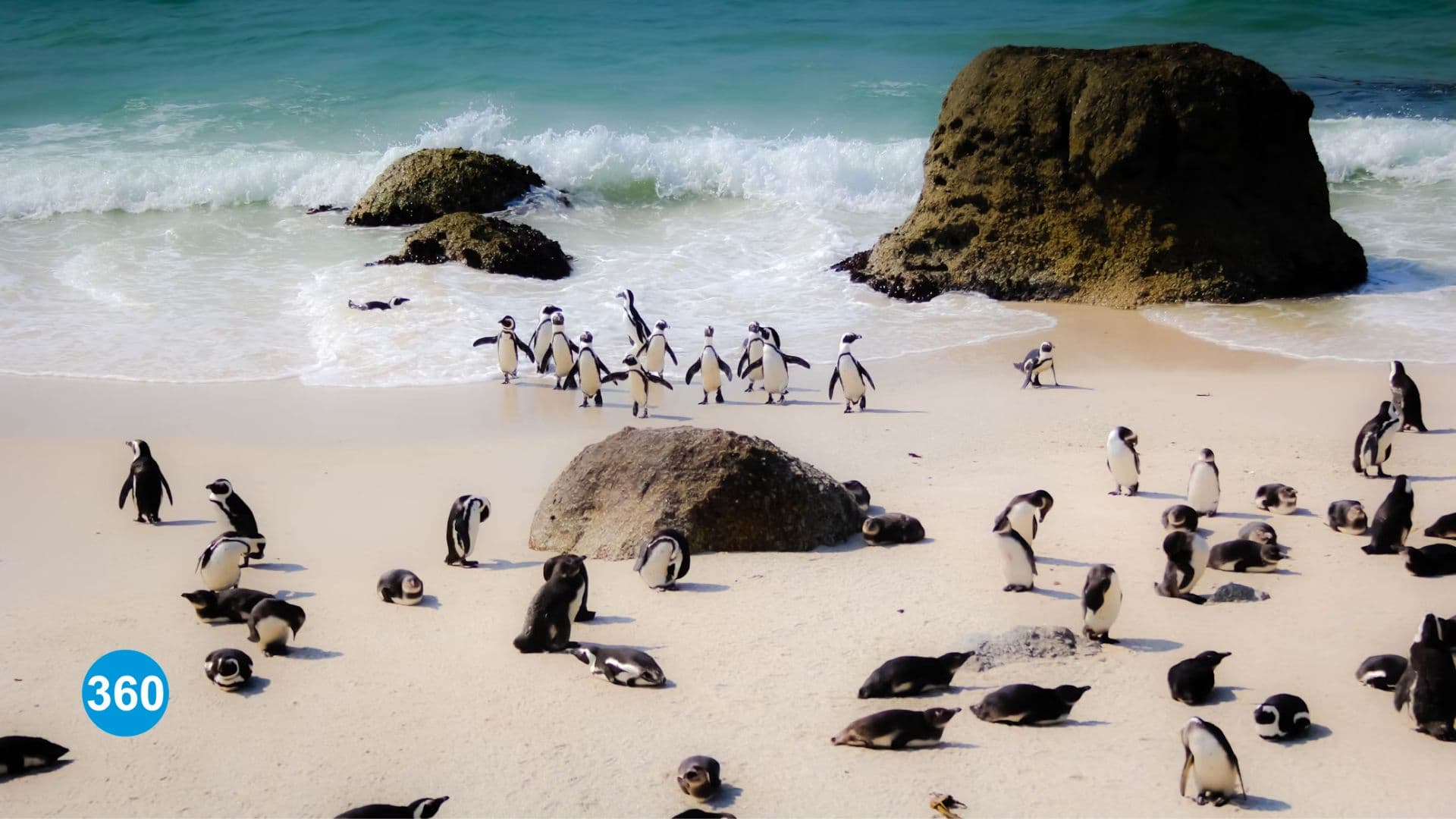 Filming 360 Videos in South Africa: Elevate Your Events with Immersive Storytelling