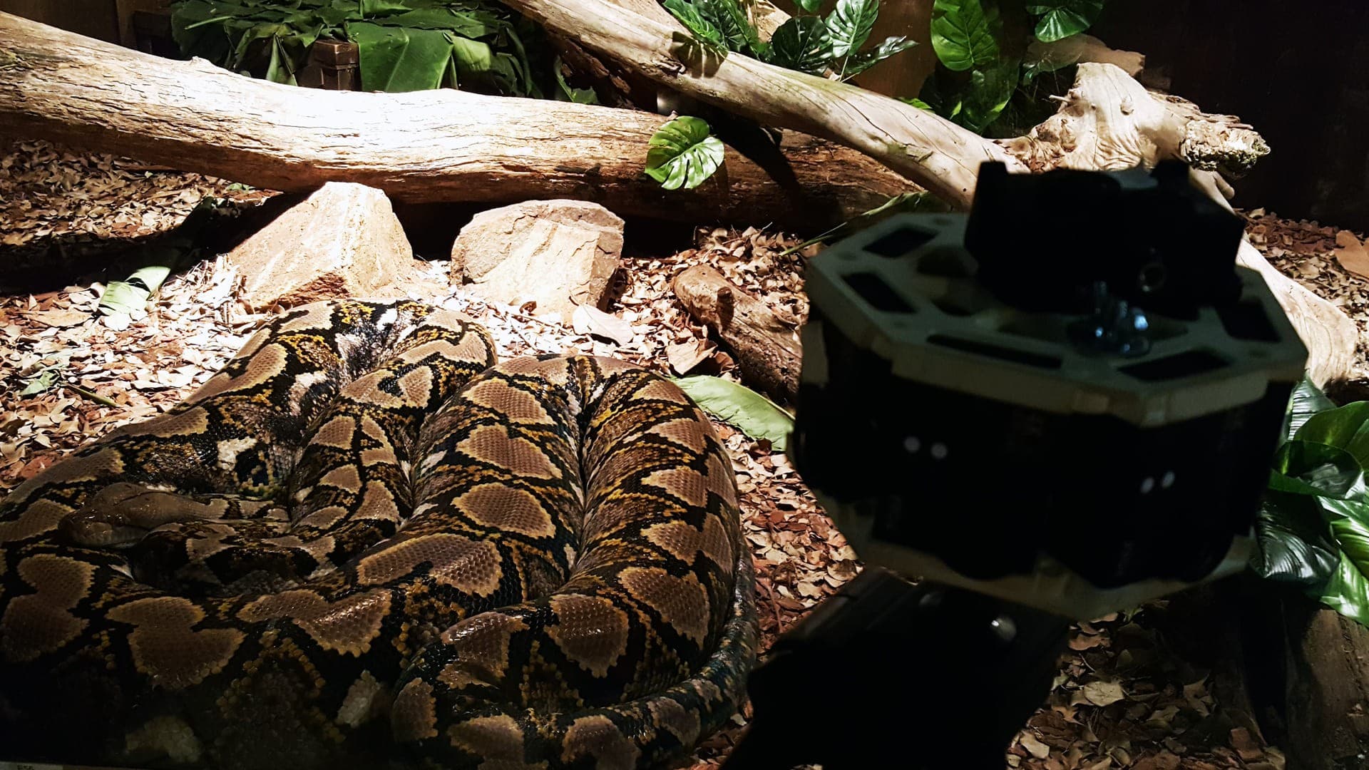 Dangerous Creatures Encounter